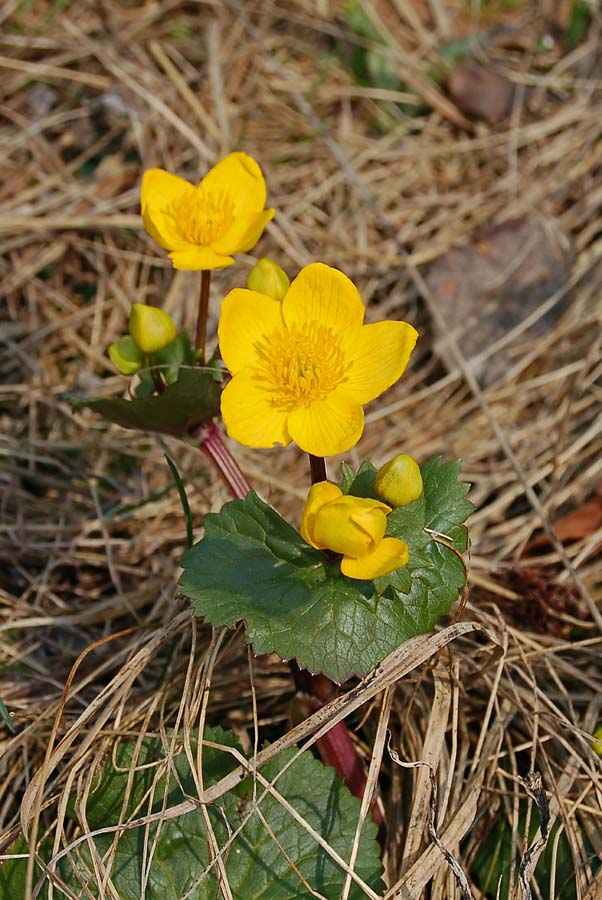 Caltha palustris / Calta